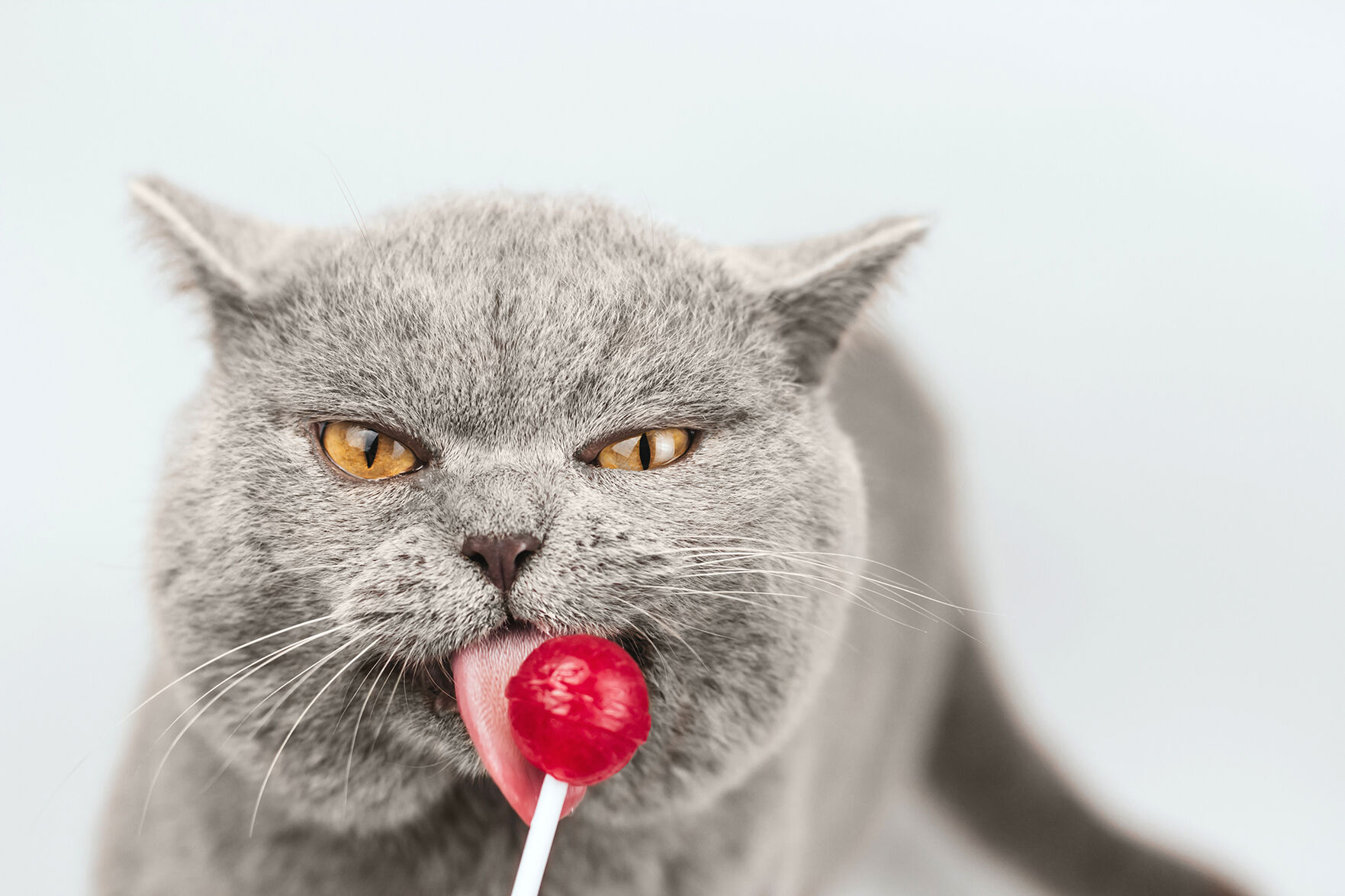 Funny gray cat licks a pink lollipop.
